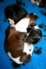 Solnyshko Puppies (01)